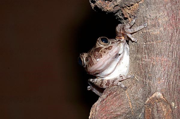 Spotted racing frog