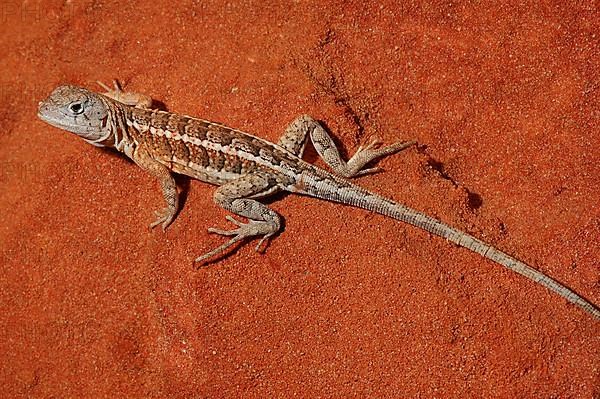 Madagascar Dwarf Iguana