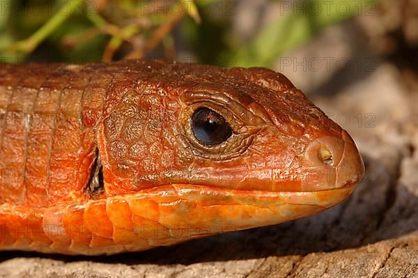 Sudan Shield Lizard