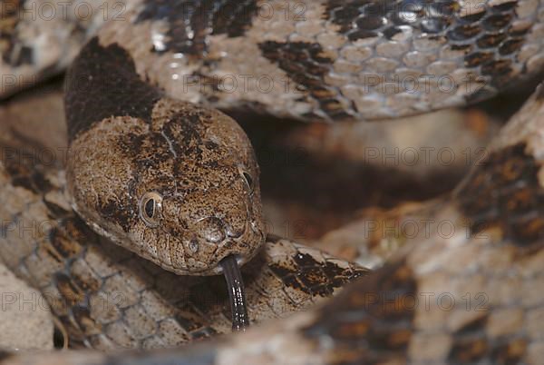 European Cat Snake
