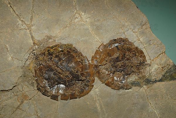 Fossil turtles