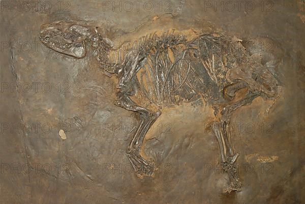 primeval horse