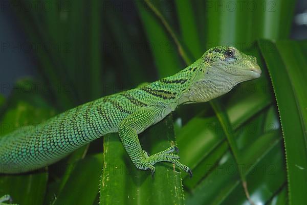 Emerald Monitor