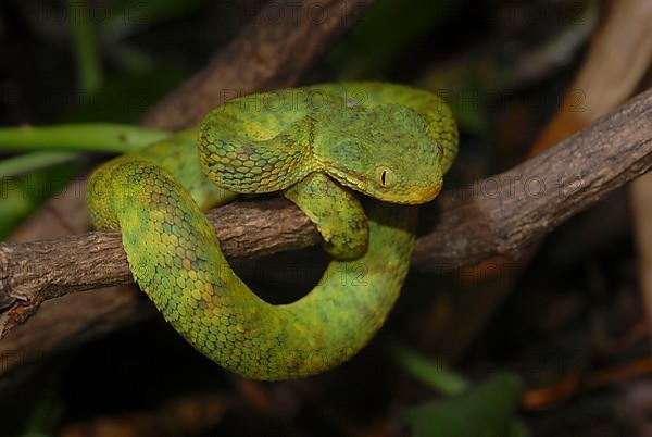 West African Bush Viper