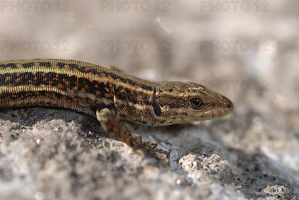 Iberian wall lizard