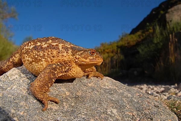 Mediterranean croet