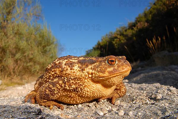 Mediterranean croet