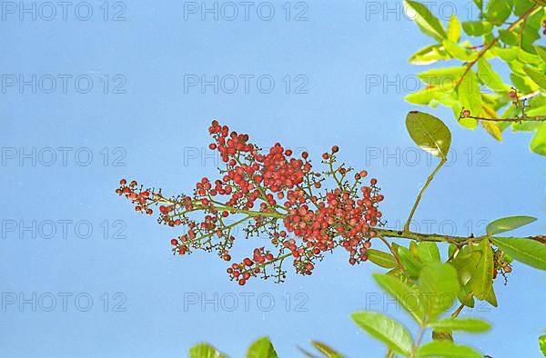 Brazilian Pepper Tree