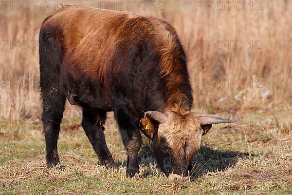 Heck Cattle
