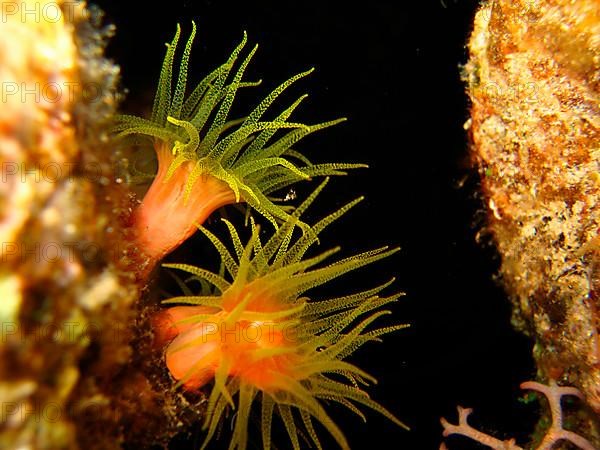 Yellow cup coral