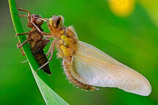 Four-spotted damselfly