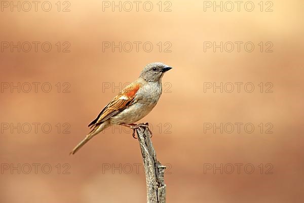 Grey-Headed Sparrow