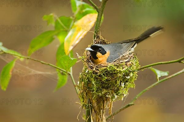 Spectacled monarch