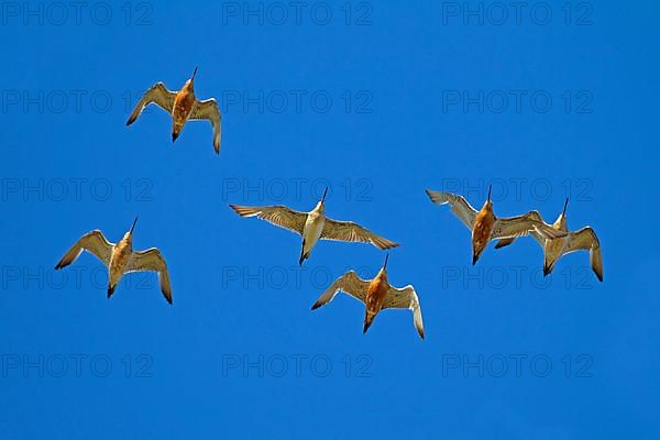 Bar-tailed Godwit