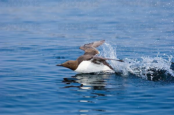 Common guillemot