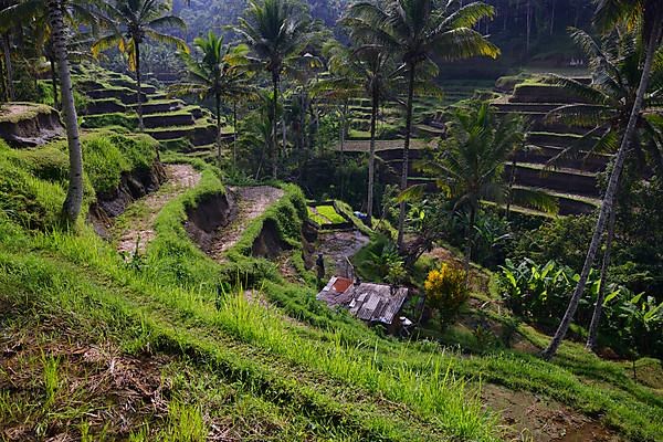 Rice terraces near Tegallalang