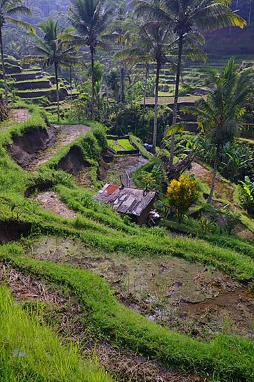 Rice terraces near Tegallalang