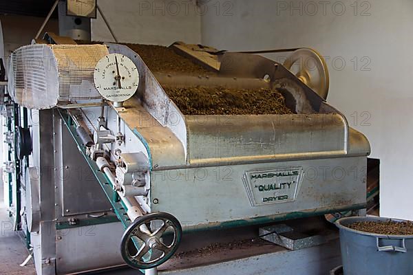 Tea Factory