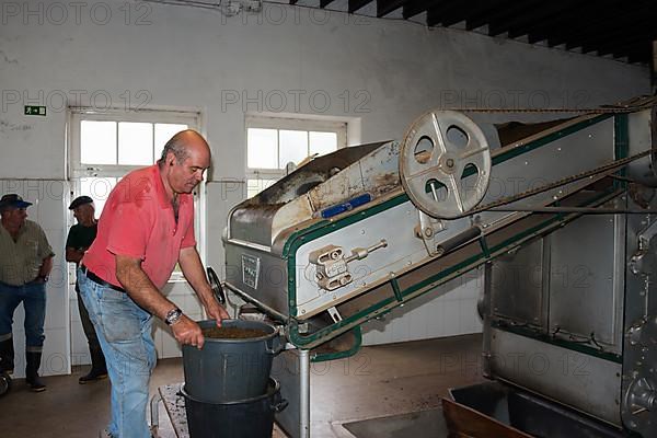 Tea Factory