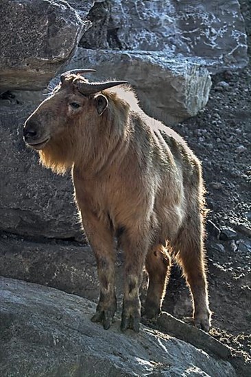 Goldtakin