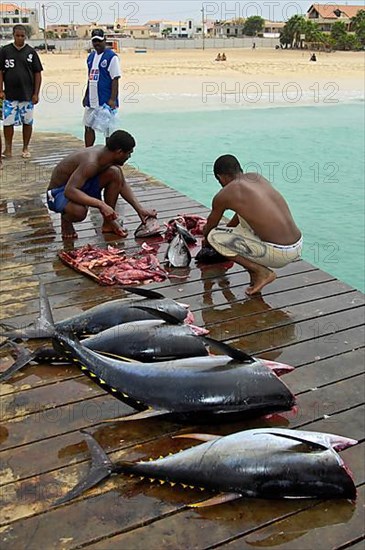 Fishermen dissect yellowfin tuna