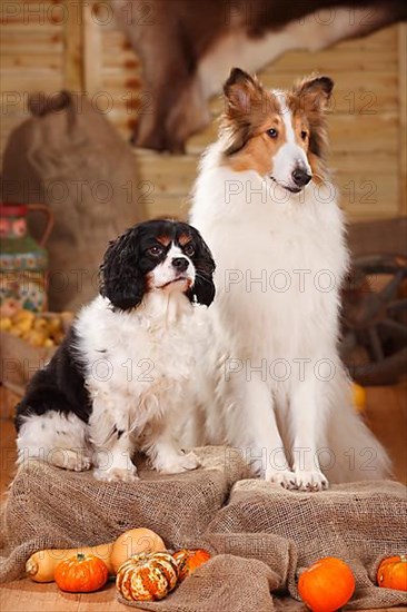 Cavalier King Charles Spaniel