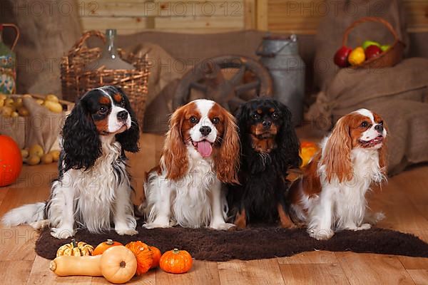 Cavalier King Charles Spaniel