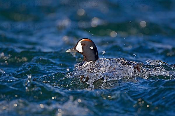 Harlequin Duck