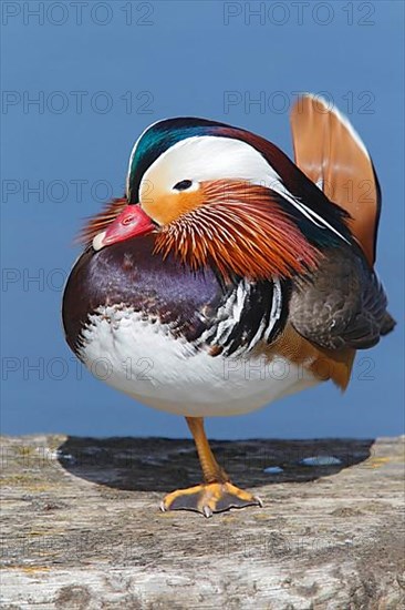 Mandarin duck