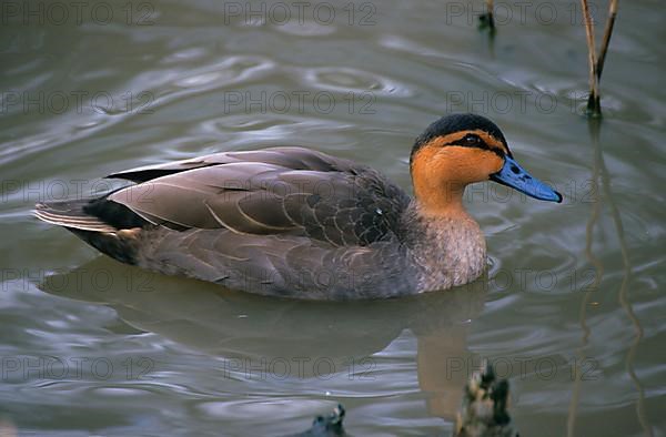 Philippine duck