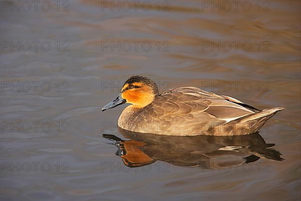 Philippine Duck