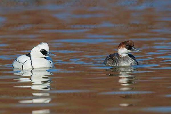 Smew