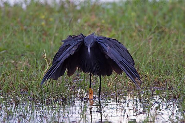 Black black heron