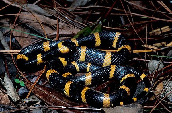 Wolf tooth snake