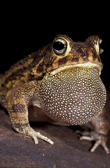 African panther toad