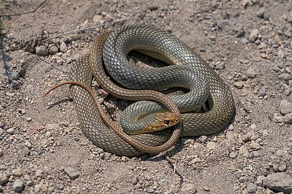 Big whip snake