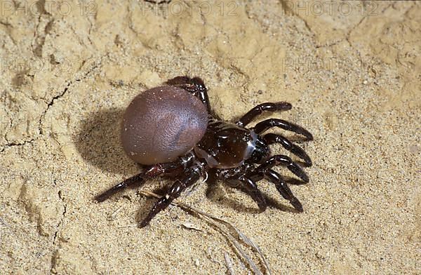 Trap door spider