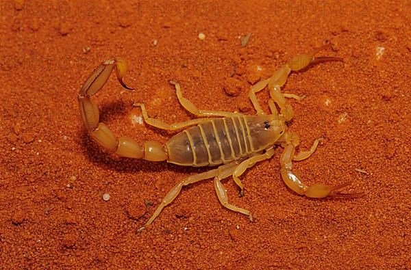 Mediterranean Scorpion