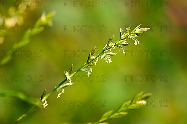 Couch grass