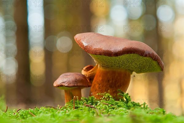 Chestnut boletus