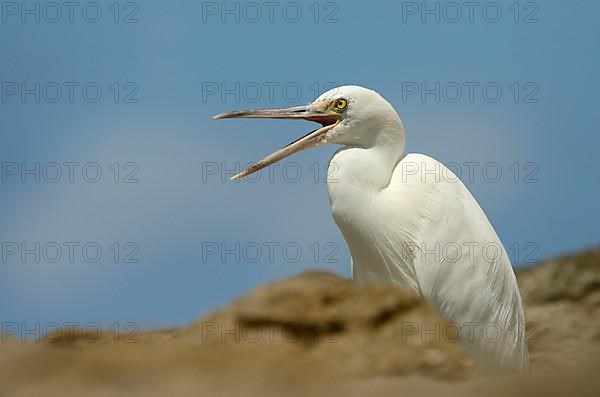 Eastern pacific reef heron