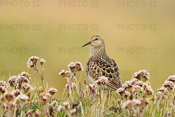 Pectoral sandpiper