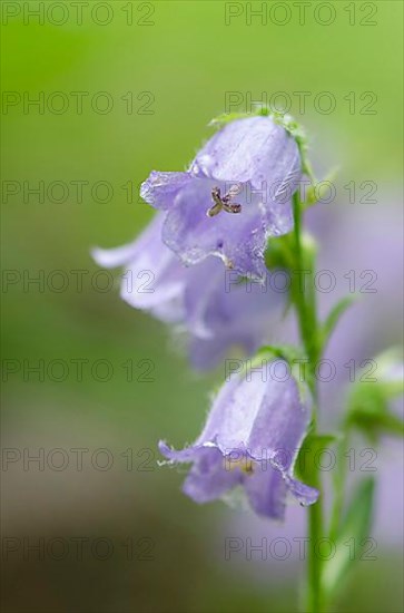 Bearded Bellflower