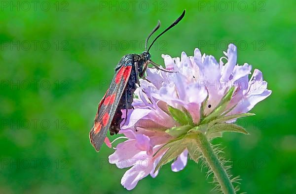 (Zygaena) ephialtes