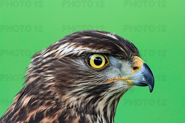 Goshawk