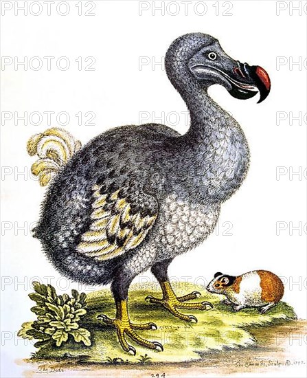 Dodo