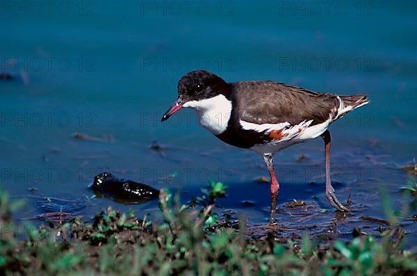 Red-kneed dotterel