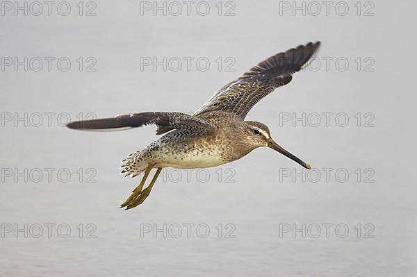 Short-billed Dowitcher