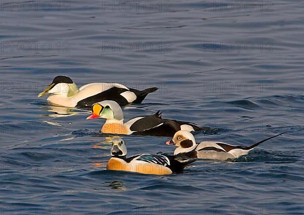 Common eider