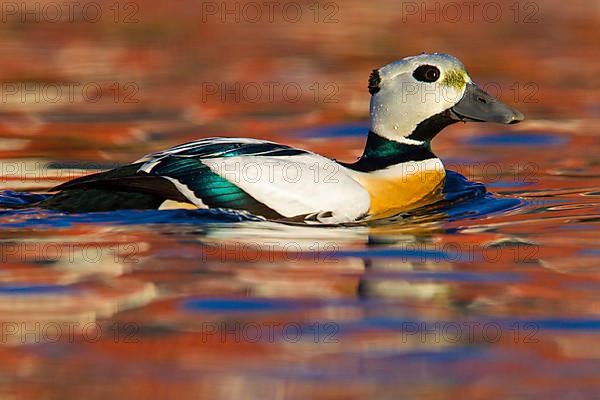 Steller's steller's eider